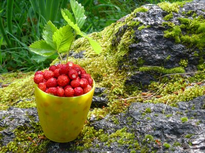 Berry wild strawberry finnish