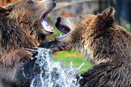 Bear bears beautiful photo