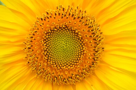 Sun big flower flower