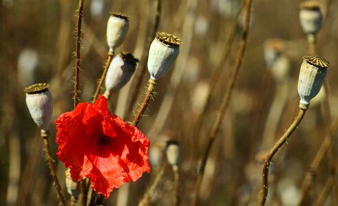 Agriculture beautiful flowers beautiful photo photo