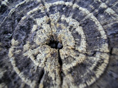 Tree trunk circle photo