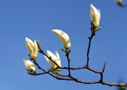 White magnolia flowers beautiful sky