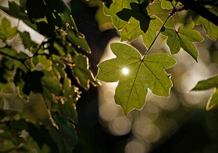 Backlighting green leaf plant photo