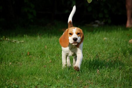 Doggy animal breed
