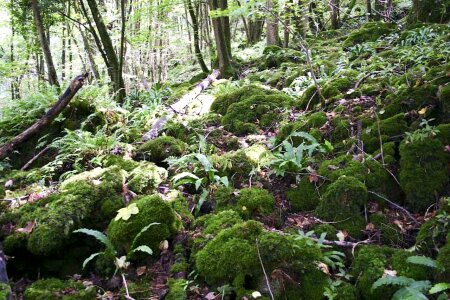 Forest greenery 