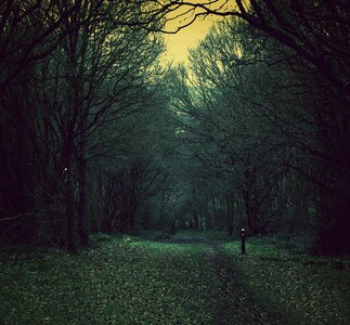 Woods dusk dark