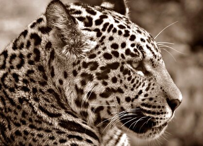 Beautiful Photo carnivore cat