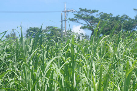 5 Sugarcane field photo