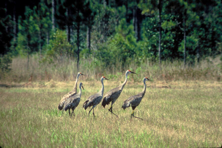Mississippi Sandhill Cranes-2 photo