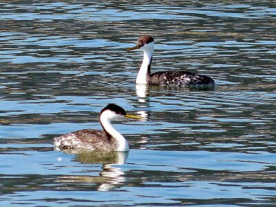 Bird lakes Podiceps nigricollis photo