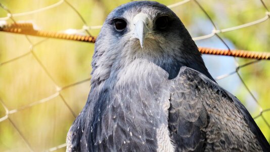 Scavenger animal animals