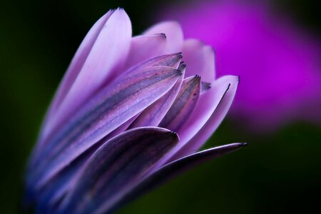 Beautiful Flowers beautiful photo bloom