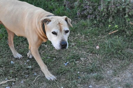 Puppy dog hunting dog photo