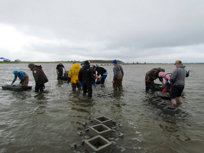 Refuge staff and volunteers and The Nature Conservancy volunteers build oyster castles-3