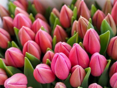 Pink Flowers