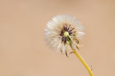 Dry drought natural