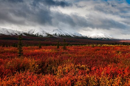 Oceans of Color Denali National Park Alaska photo