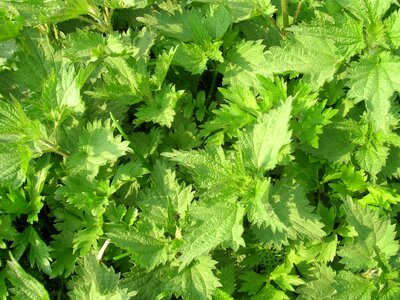 Flora green green leaves