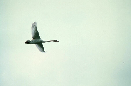 Trumpeter Swan over Martin Lake