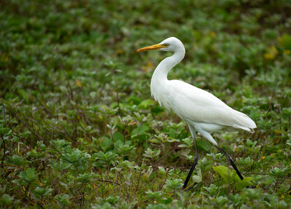 Great white egret