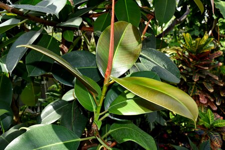 Rainforest plant tree photo