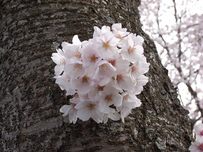 Cherry blossoms izu pink