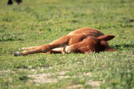 Pony laying sleeping photo