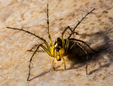 Spider arachnids close up