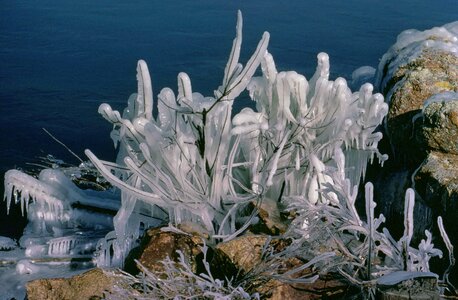 Flowers frozen grass plants