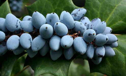 Grape holly sour