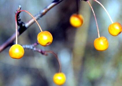 Berries branch flora