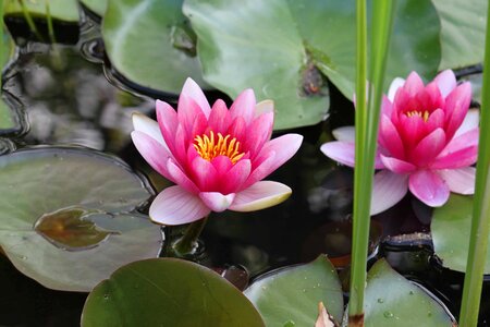 Aquatic beautiful flowers beautiful photo