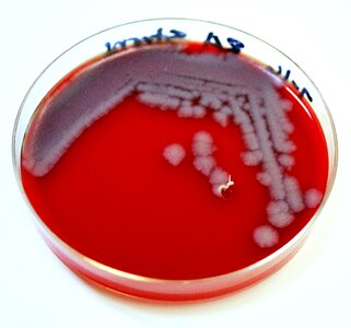 Bacillus image photo