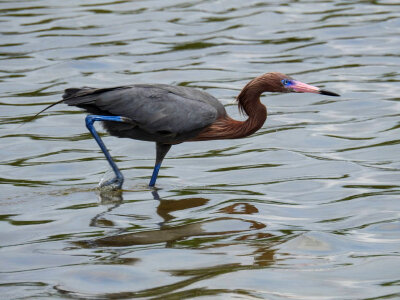 Reddish Egret-1