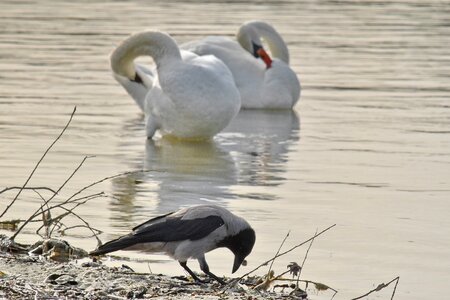 Crown ornithology riverbank photo