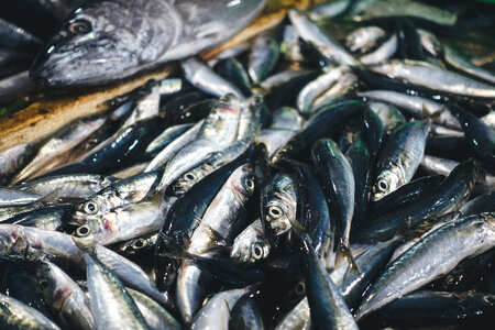 Sardines close up photo