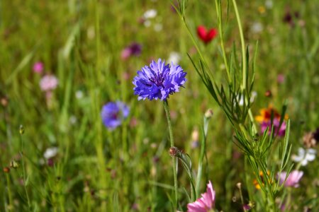 Spring meadow cornflower colorful photo