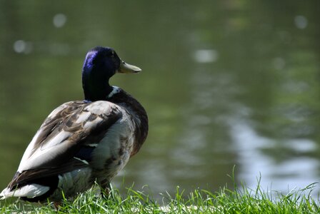 Duck bird water bird landscape