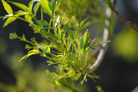 Branch flora food