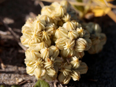 Beach silvertop, fruiting