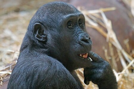 Ape lowland gorilla mammal