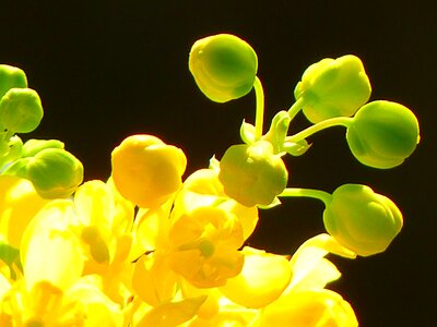 Mahonia aquifolium stechdornblättrige mahonie blossom