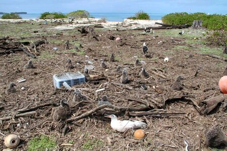 Albatross island photo