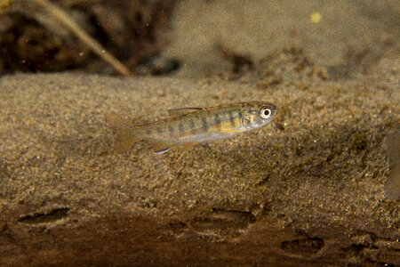 Juvenile Coho salmon photo