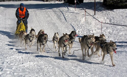 Competition winter snow photo