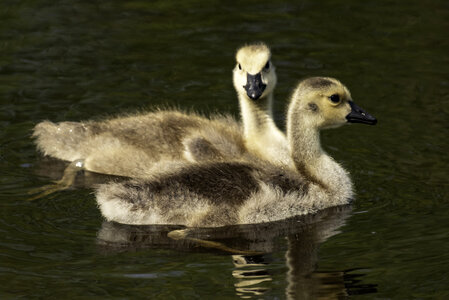 Two Goslings swimming in the water photo