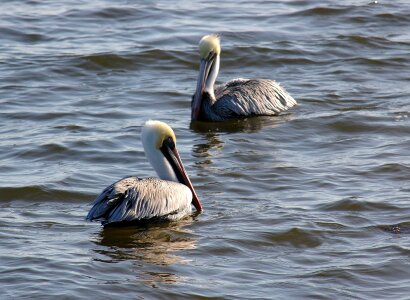 Wildlife wild beak photo