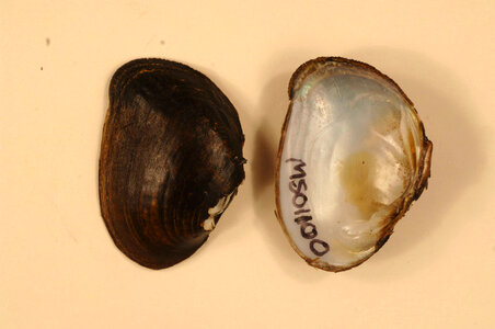 Epioblasma penita