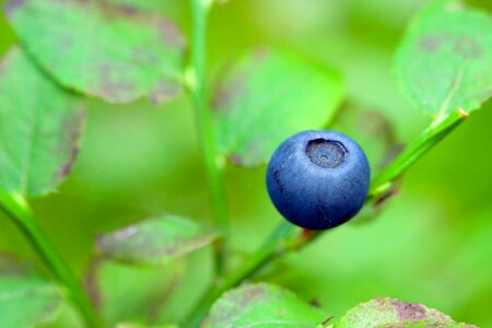 Eat food forest