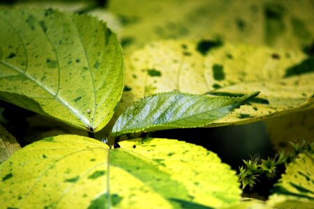 Leaf plants background